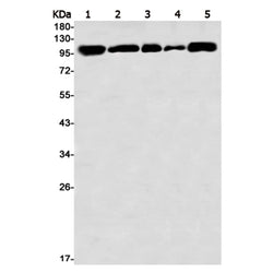 VAV2 rabbit monoclonal antibody