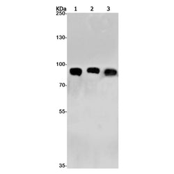 VCP rabbit monoclonal antibody
