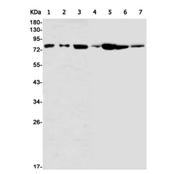VPS35 rabbit monoclonal antibody