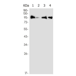 VPS41 rabbit monoclonal antibody