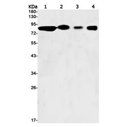 WASF1 rabbit monoclonal antibody