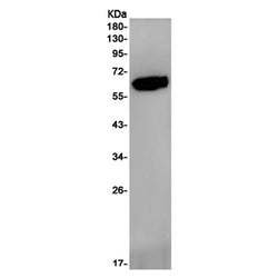 WASL rabbit monoclonal antibody