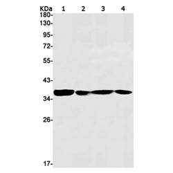 WDR5 rabbit monoclonal antibody