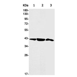 WNT16 rabbit monoclonal antibody