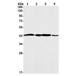 WNT2B rabbit monoclonal antibody