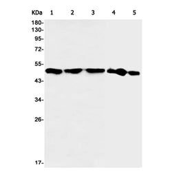 WWOX rabbit monoclonal antibody