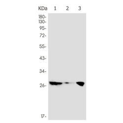 XBP1 rabbit monoclonal antibody