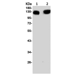 XPO4 rabbit monoclonal antibody