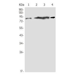 XRCC1 rabbit monoclonal antibody