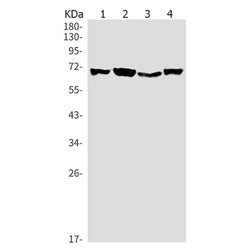 XRCC6 rabbit monoclonal antibody