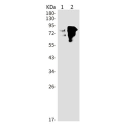 YAP1 (phospho-Ser127) rabbit monoclonal antibody