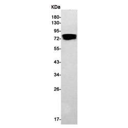 YAP1 rabbit monoclonal antibody