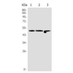 YBX1 rabbit monoclonal antibody