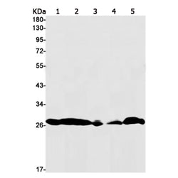 YWHAB rabbit monoclonal antibody