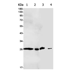YWHAQ rabbit monoclonal antibody
