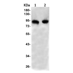 ZBTB33 rabbit monoclonal antibody