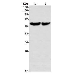 ZBTB7A rabbit monoclonal antibody