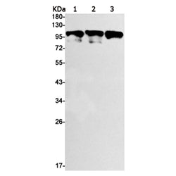 ZHX2 rabbit monoclonal antibody