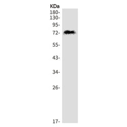 ZNF160 rabbit monoclonal antibody