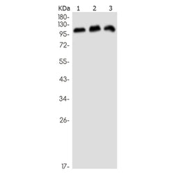ZNF217 rabbit monoclonal antibody