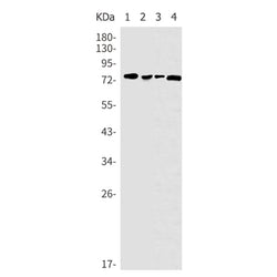 ZYX rabbit monoclonal antibody