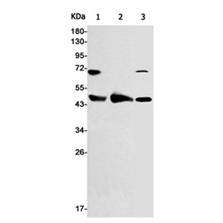 Acox1 rabbit monoclonal antibody