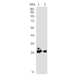 Adipoq rabbit monoclonal antibody