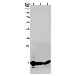 Aif1 rabbit monoclonal antibody