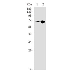 Atf2 rabbit monoclonal antibody