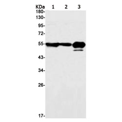 Bsg rabbit monoclonal antibody