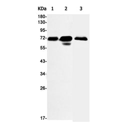 Btla rabbit monoclonal antibody