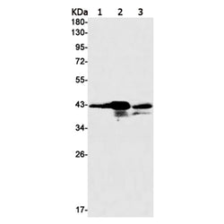 Casp4 rabbit monoclonal antibody