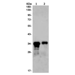 Casp7 rabbit monoclonal antibody