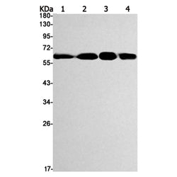 Cat rabbit monoclonal antibody
