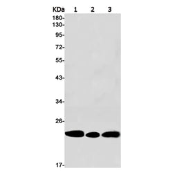 Cbx3 rabbit monoclonal antibody