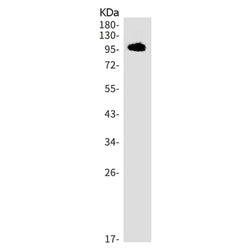 Cd276 rabbit monoclonal antibody