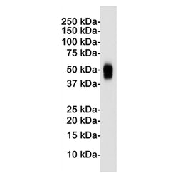 Cd63 rabbit monoclonal antibody