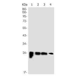 Cdkn1b rabbit monoclonal antibody