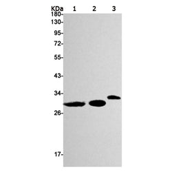 Ctsb rabbit monoclonal antibody
