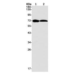 Eif2ak2 rabbit monoclonal antibody