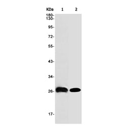 Fadd rabbit monoclonal antibody