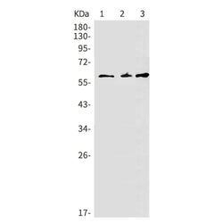 Fyn rabbit monoclonal antibody