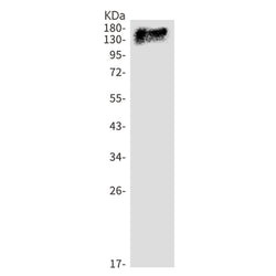 Grin2a rabbit monoclonal antibody