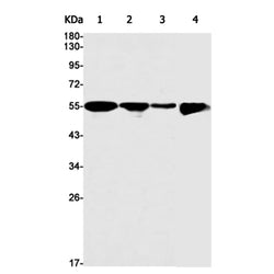 Hnf4a rabbit monoclonal antibody