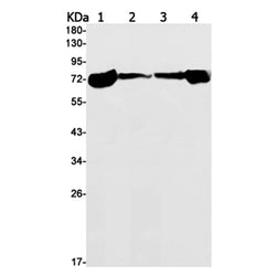 Hspa1b rabbit monoclonal antibody