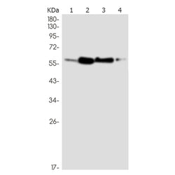 Icam2 rabbit monoclonal antibody
