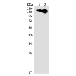 Itgal rabbit monoclonal antibody