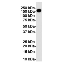 Itgam rabbit monoclonal antibody
