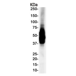 Lyve1 rabbit monoclonal antibody