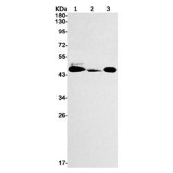 Mapk8 rabbit monoclonal antibody